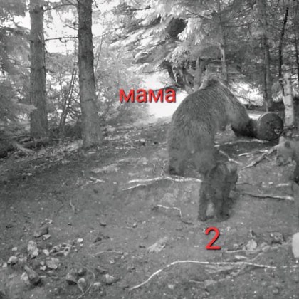 Кафява мечка роди 4 малки мечета в Родопите