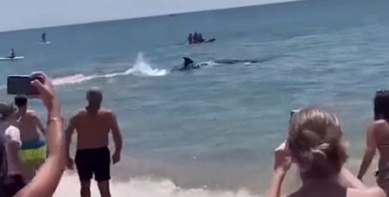 На плаж в Испания гигантски акули доплуваха до брега, пълен с хора ВИДЕО