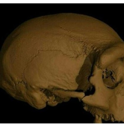 Учени обявиха че е открит масивен фосилизиран череп на възраст