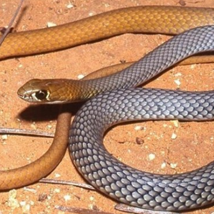 Нова отровна змия беше открита в Австралия която по рано беше