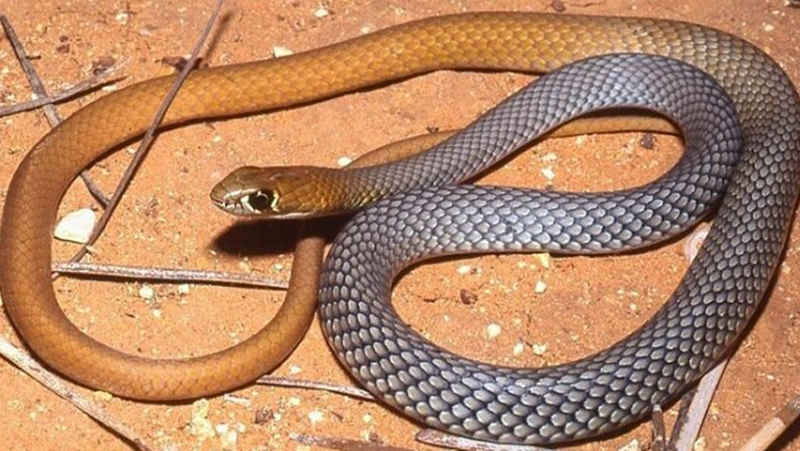 Нова отровна змия беше открита в Австралия, която по-рано беше