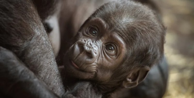 Мъжка горила смая гледачите в зоопарка, като роди малко СНИМКА