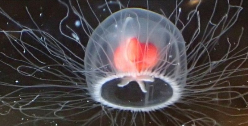 Тайната на вечния живот се пази на дъното на океана: скрита е в медуза ВИДЕО