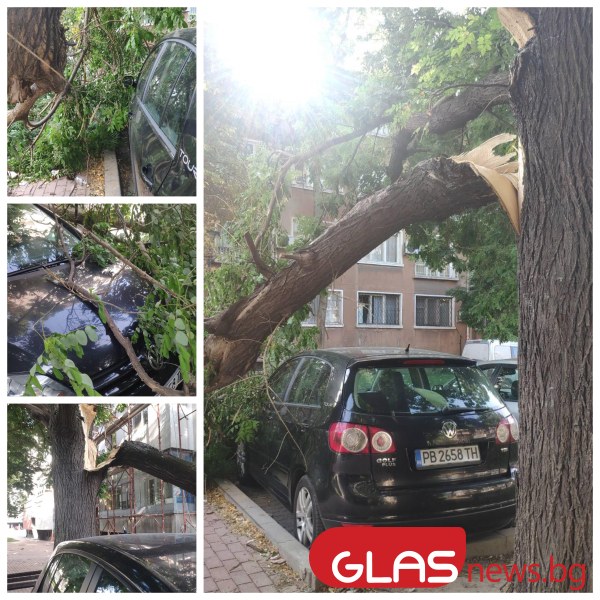 Вятър се разбесня насред жегата в Пловдив! Дърво се разцепи и стовари върху кола СНИМКИ