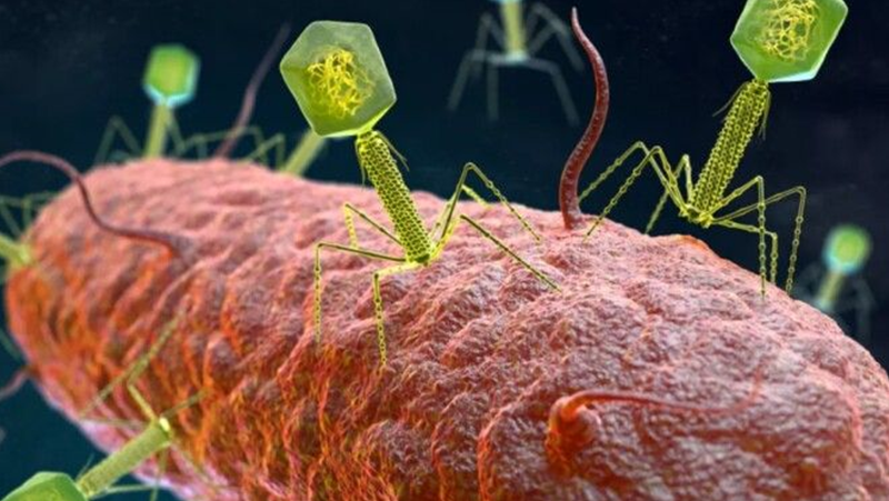 Учените са научили вирусите да търсят и унищожават бактериите в тялото ни