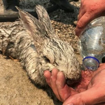Снимки на румънски пожарникари даващи вода на спасени зайчета в