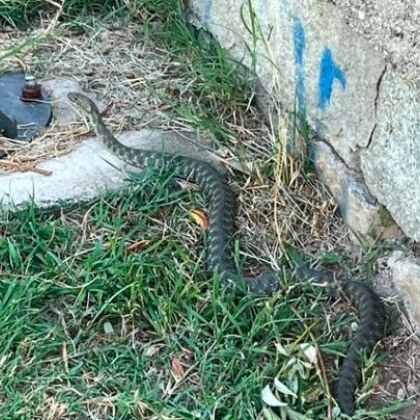 Голяма змия изненада жена в парк Крайискърец в Самоков Това