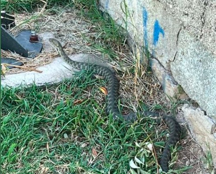 Змия изненада майка в парк  СНИМКА