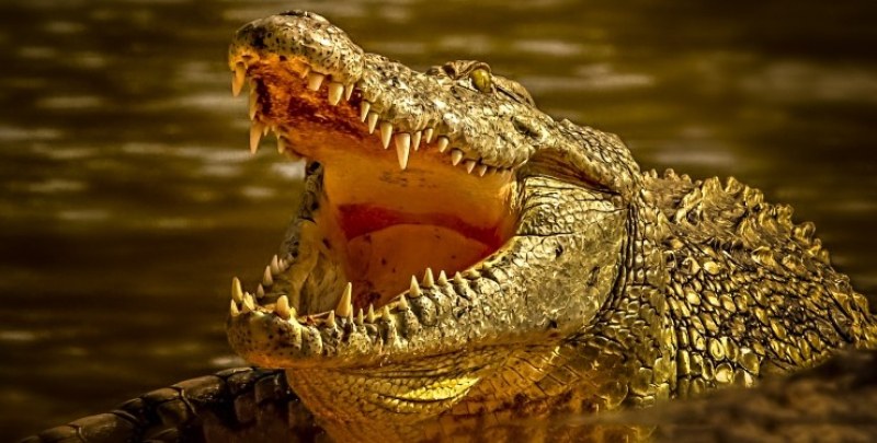Откриха тялото на изчезнал фермер в корема на огромен 4-метров крокодил СНИМКА