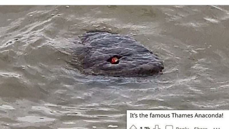 Страшно същество, подобно на анаконда, се крие във водите на Темза  СНИМКИ