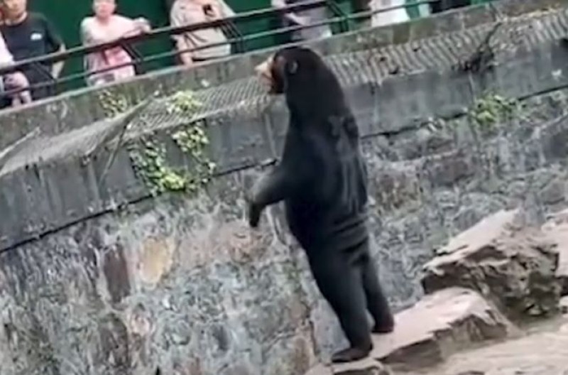 Хора в костюми на мечки? Обвинения се посипаха към зоопарк СНИМКИ