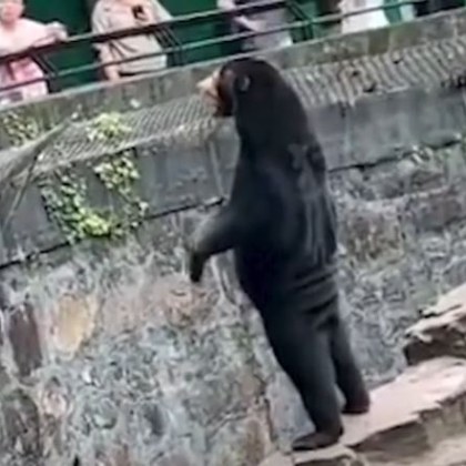 Зоологическа градина в източен Китай беше принудена да отхвърли предположения