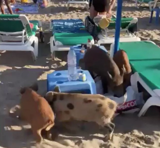 Диви прасета щурмуваха популярен плаж в Испания ВИДЕО