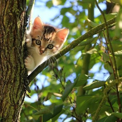 Откриха убита котка. Масови ли са посегателствата?