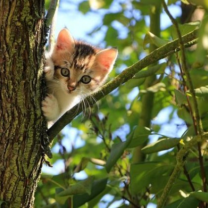 Граждани твърдят че котки масово се избиват в Казанлък Сигналът