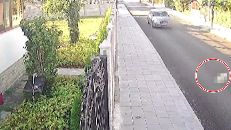 Шофьор прегази и уби домашно куче в Криводол ВИДЕО