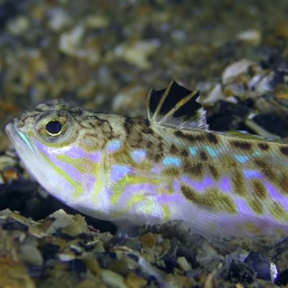 Три вида отровни риби живеят в Черно море каза гл