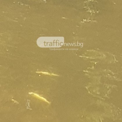 Част от рибата в реката на родопския град Девин е