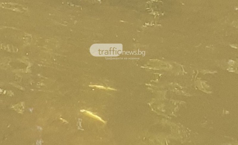 Замърсяване уби част от рибата в реката на родопски град СНИМКИ