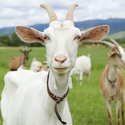 12 общински съветници се изправиха срещу 500 кози Със свое