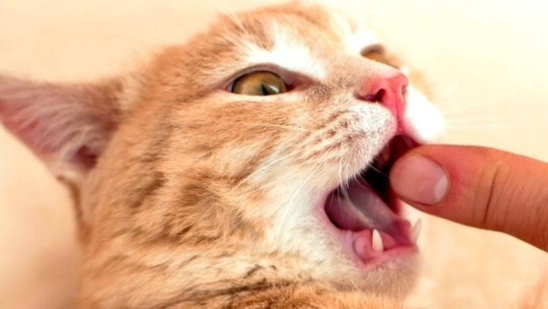 Изследователите смятат, че ухапването от пухкава котка на улицата може