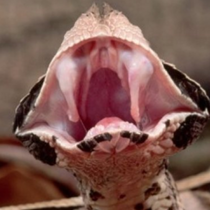 Габонската усойница има най дългите зъби сред всички отровни змии