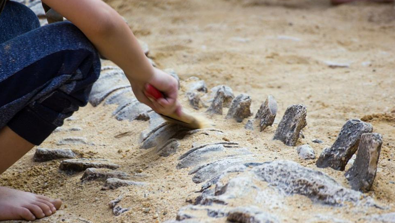 Учени откриха останки от динозаври и крокодили край Трън СНИМКИ