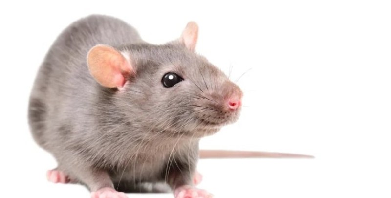 Учени кръстосаха стари мишки с млади мишки и това обърна стареенето