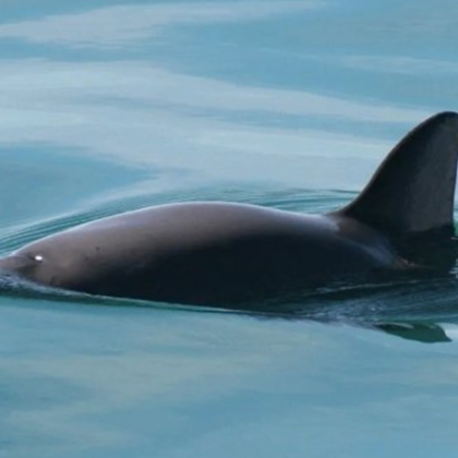 Международната китоловна комисия издаде първото предупреждение за изчезване в своята