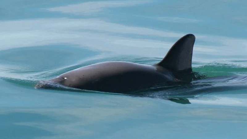 Международната китоловна комисия издаде първото предупреждение за изчезване в своята