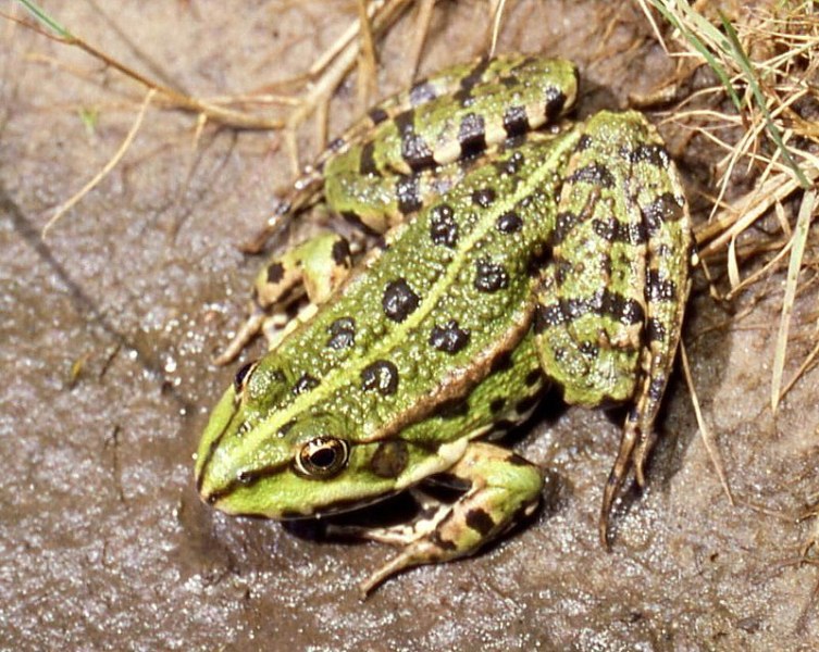 Жена намери жива жаба в опаковка със спанак