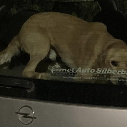 Варненка алармира за куче зарязано в лек автомобил Ичи Стоянова твърди