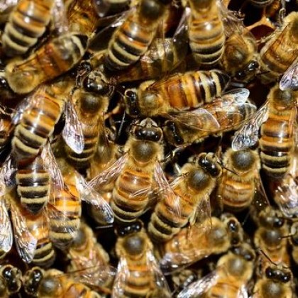 Рояк пчели убиха мъж и оставиха четирима ранени Трагедията се