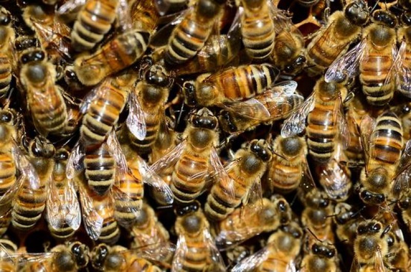 Рояк пчели убиха мъж и оставиха четирима ранени. Трагедията се