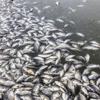 Хиляди умрели риби изплуваха в река Черна в Смолян Рибар е подал
