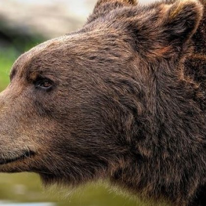Мъртва кафява мечка е открита в района на доспатското село