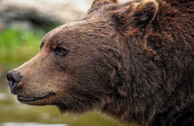 Мъртва кафява мечка е открита в района на доспатското село