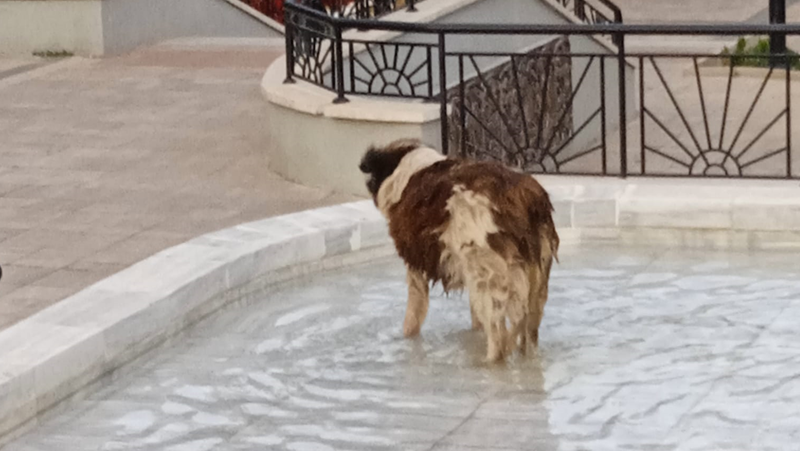 Горещо му е! Куче във фонтан раздели карловци СНИМКИ