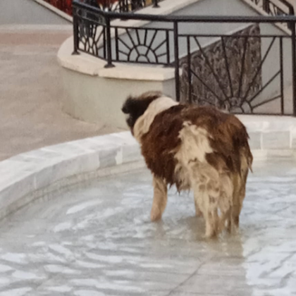 Куче се спаси от жегите топна се във фонтан Куче