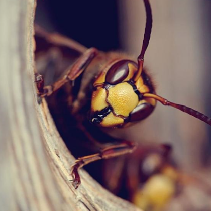Летящите насекоми са истинска напаст Божия Жители на столичния квартал Стрелбище