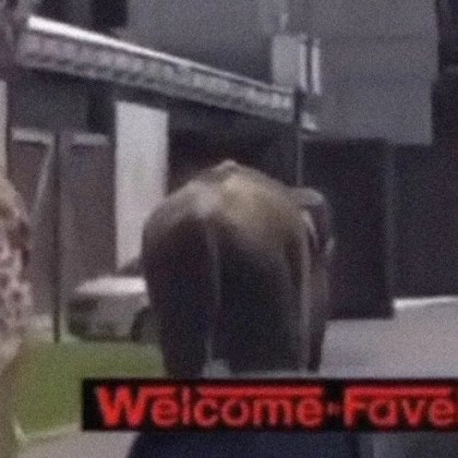 Слон и жираф избягаха от снимачна площадка в Рим Случайни
