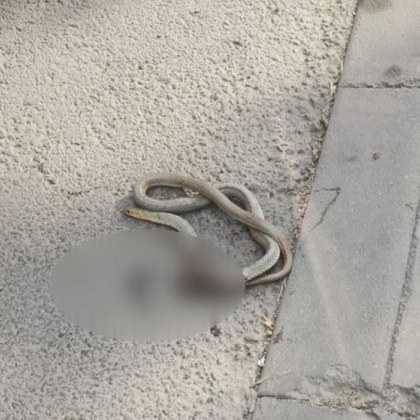 През това лято из цялата страна имаше случаи на змии