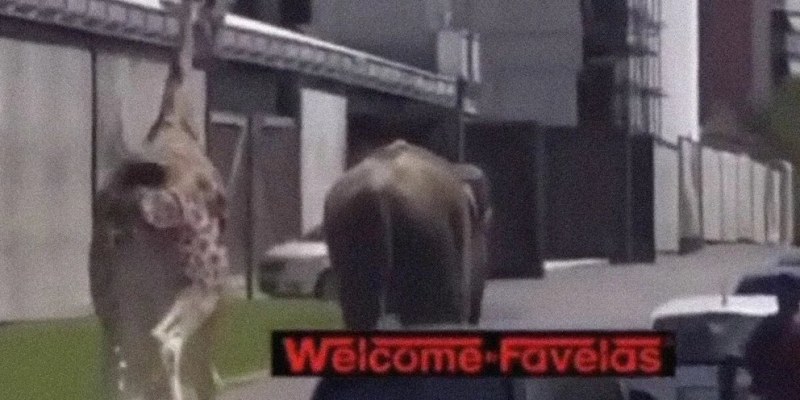 Слон и жираф избягаха от снимачна площадка в Рим. Случайни