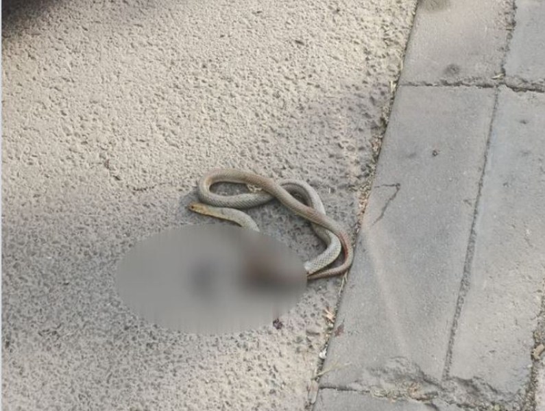 Змия намери смъртта си на асфалта в Пловдив СНИМКА