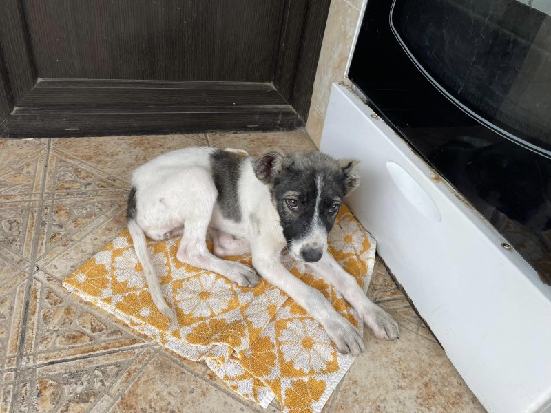 Малко кученце се промъкна в двора на жена в Самоков.