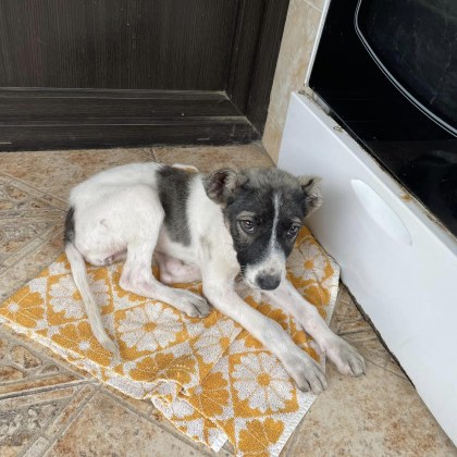 Малко кученце се промъкна в двора на жена в Самоков