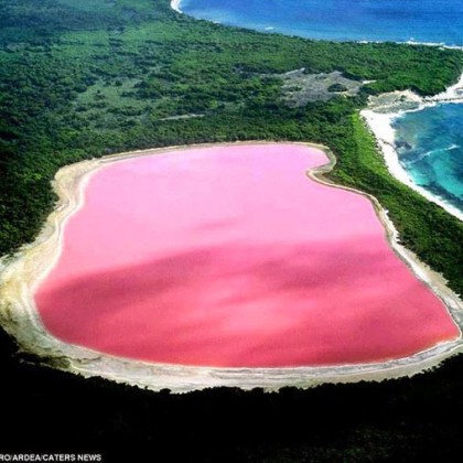 Зад розовия цвят на тези езера има научно обяснение Водораслите