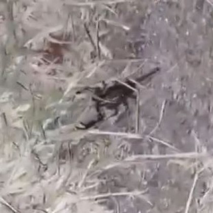Малък скорпион бе заснет на полянка в Пловдив Кадри от