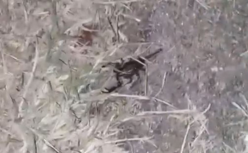 Малък скорпион бе заснет на полянка в Пловдив. Кадри от