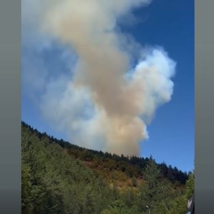 Пожар е избухнал в Родопите За това сигнализираха очевидци Борова гора